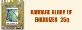 cabbage glory of enkhuizen