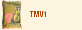 tmv1